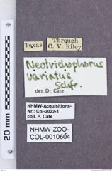 Etikette zu Mulsanteus variatus (NHMW-ZOO-COL-0010604)